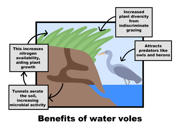 Benefits of water voles include increased plant diversity from indiscriminate grazing, attraction of predators like owls and herons. Additionally, tunnels aerate the soil, increasing microbial activity - this increases nitrogen availability, aiding plant growth.